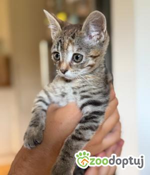 Do adopcji Cieszyn