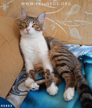 Do adopcji Rzeszów