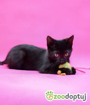 Do adopcji Radom