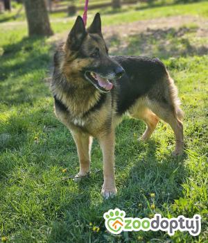 Do adopcji Zgierz