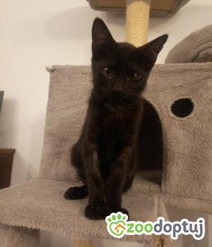 Do adopcji Cieszyn
