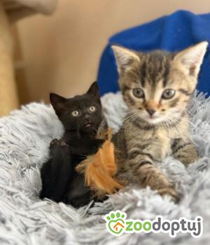 Do adopcji Głowno