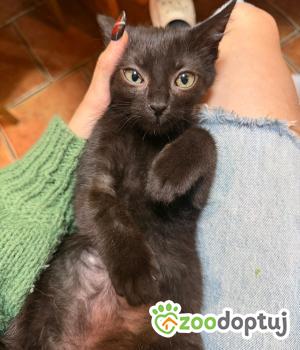 Do adopcji Cieszyn