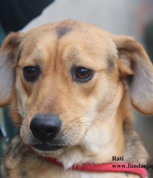 Do adopcji Nowy Dwór Mazowiecki