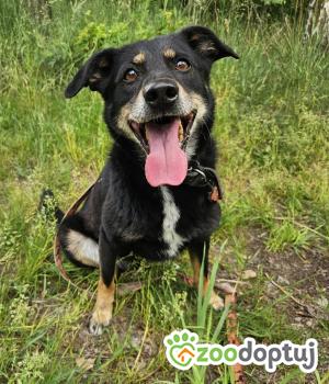 Do adopcji Głogów