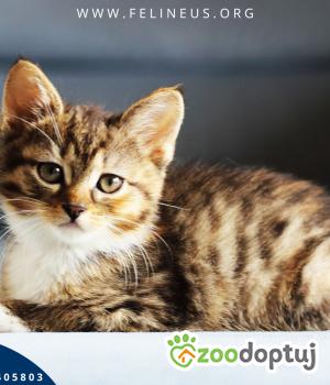 Do adopcji Rzeszów