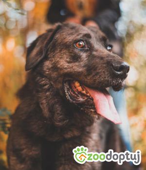 Do adopcji Milanówek