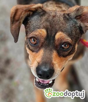 Do adopcji Zgierz
