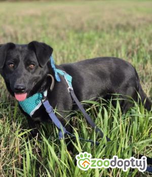 Do adopcji Sochaczew