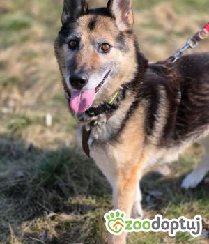 Do adopcji Warszawa