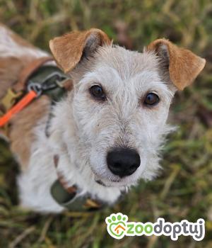 Do adopcji Stalowa Wola