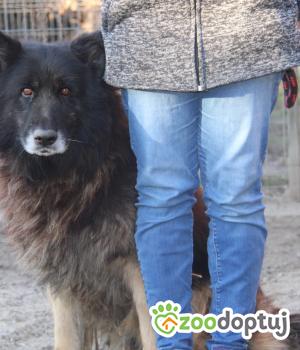 Do adopcji Nowy Dwór Mazowiecki