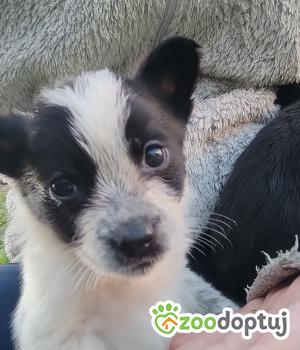 Do adopcji Radziejów