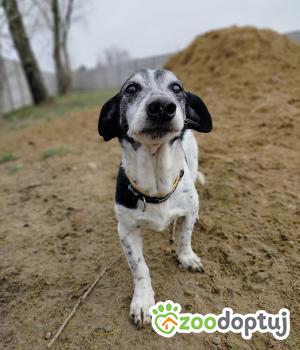 Do adopcji Krotoszyn