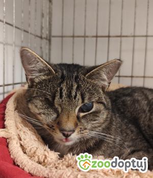 Do adopcji Wrocław