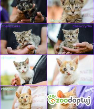 Do adopcji Radom