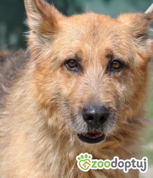 Do adopcji Nowy Dwór Mazowiecki