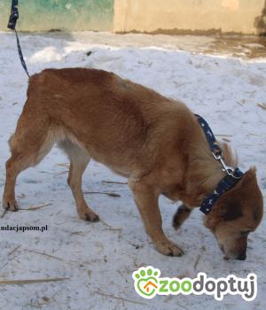 Do adopcji Nowy Dwór Mazowiecki