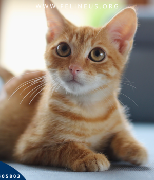 Do adopcji Rzeszów