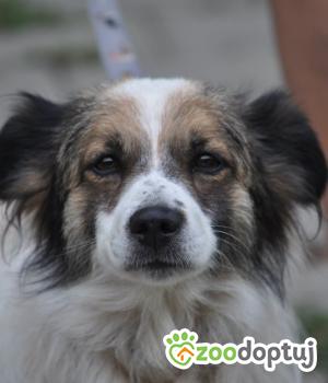 Do adopcji Nowy Dwór Mazowiecki