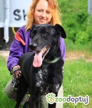 Do adopcji Płock