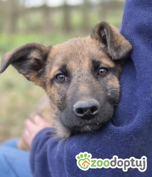 Do adopcji Warszawa