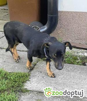 Do adopcji Zgierz