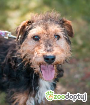 Do adopcji Sompolno