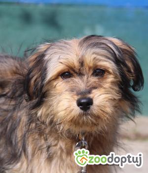 Do adopcji Nowy Dwór Mazowiecki