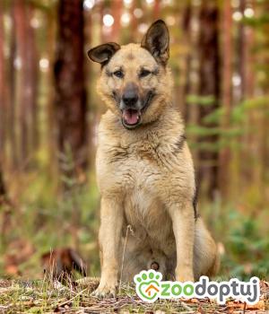 Do adopcji Sompolno