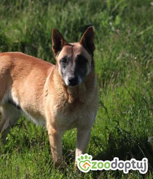 Do adopcji Poddębice
