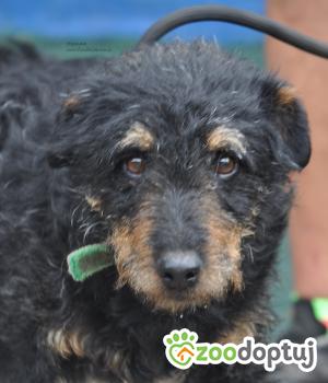 Do adopcji Nowy Dwór Mazowiecki