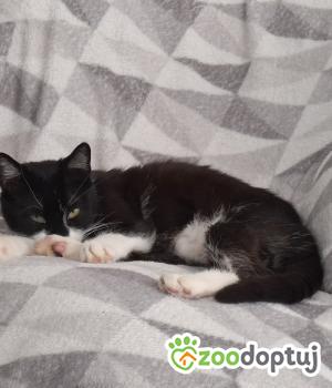 Do adopcji Poznań