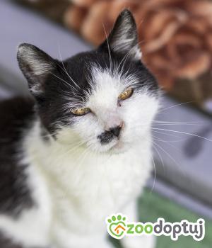 Do adopcji Cieszyn