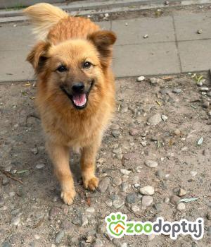Do adopcji Warszawa