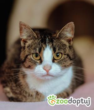 Do adopcji Warszawa