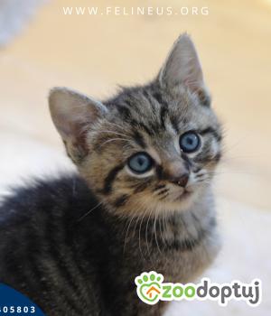 Do adopcji Rzeszów