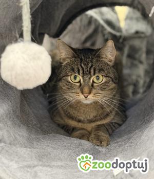 Do adopcji Poznań