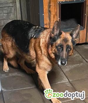 Do adopcji Zgierz