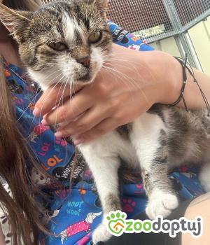 Do adopcji Zgierz