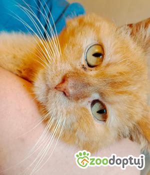 Do adopcji Rybnik