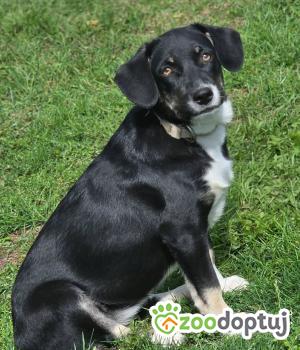 Do adopcji Zgierz