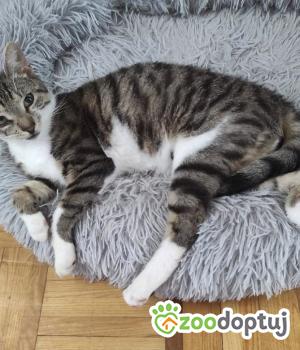 Do adopcji Wrocław