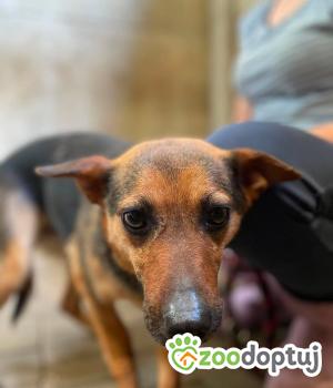 Do adopcji Zgierz