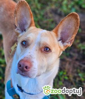 Do adopcji Stalowa Wola