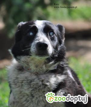 Do adopcji Nowy Dwór Mazowiecki