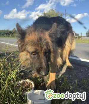 Do adopcji Zgierz