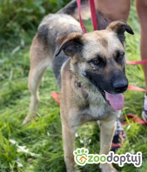 Do adopcji Żuromin