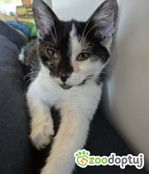 Do adopcji Radziejów