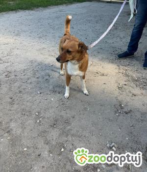 Do adopcji Zgierz